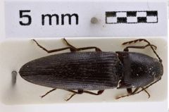 Foto (Dorsalansicht) von Melanotus chiricahuae (Knull, 1962) (NHMW-ZOO-COL-0007787)